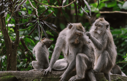 Top 10 dingen om te doen in Ubud
