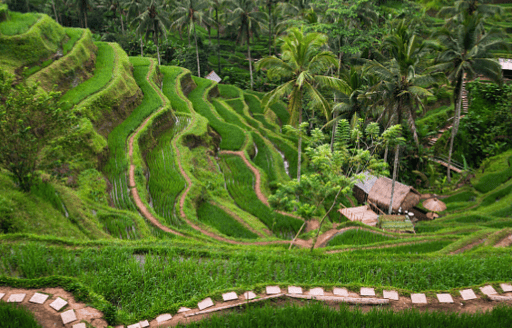 Campo de arroz de Ubud