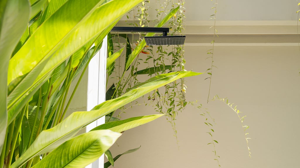 Loona Palm Seseh 2: Others