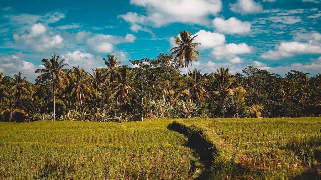 Villa Candi Kecil Empat: Surroundings