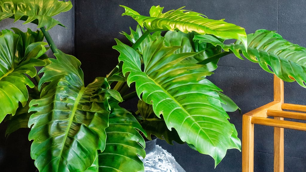 Villa Starella: Others