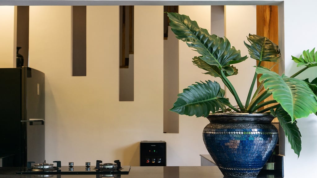 Villa Starella: Others