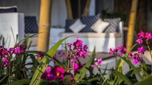 Aloe Ecological Boutique Villas Others