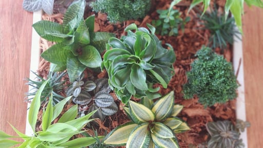 Aloe Ecological Boutique Villas Others