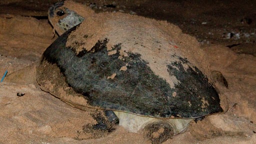 Ambalama Villa Villa staff