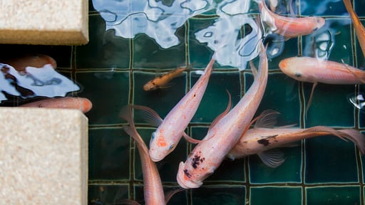 Baan Feung Fah Others