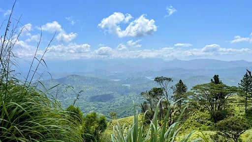 Bawlana Estate Bungalow Surroundings