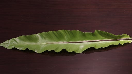 Byakko Niseko Others