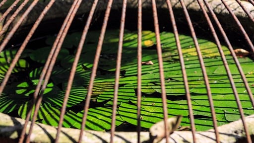 Casa Heliconia Surroundings