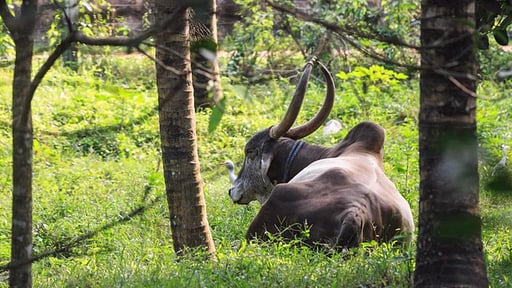 Casa Heliconia Surroundings