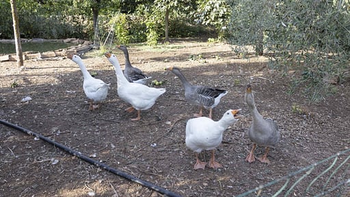 Casale della Pergola Others