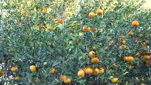 Casale della Pergola Others