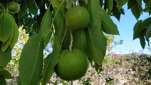 Casale della Pergola Others