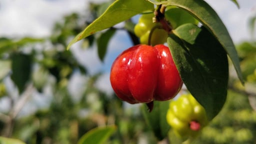 Casale della Pergola Others