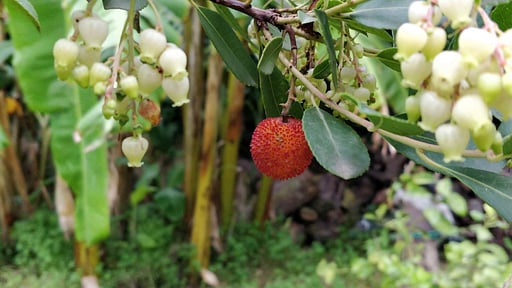 Casale della Pergola Others