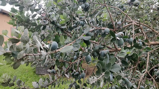 Casale della Pergola Others