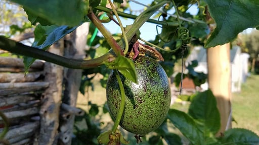 Casale della Pergola Others