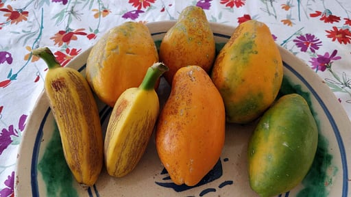 Casale della Pergola Others