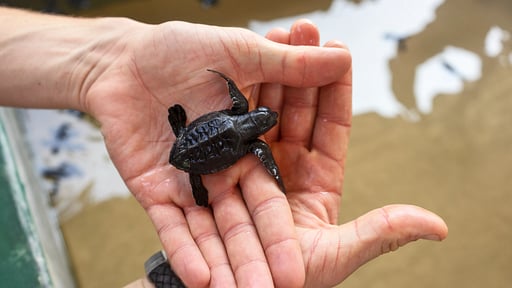 Contemporary Villa Surroundings