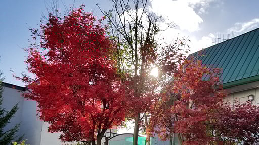 Donguri House Surroundings