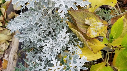 Donguri House Others