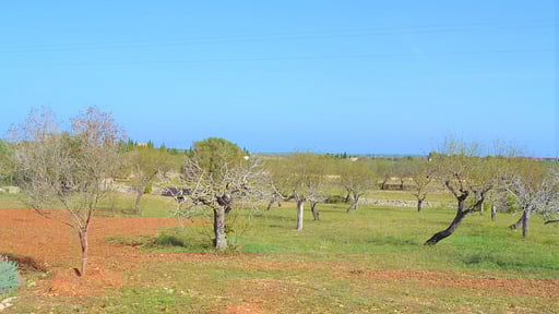 Finca Can Burguet Garten