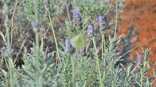 Finca Can Burguet Andere