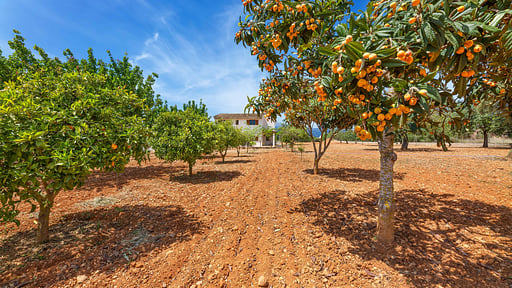 Finca Can Soler Autres