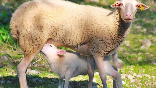 Finca Es Bosquerró Others