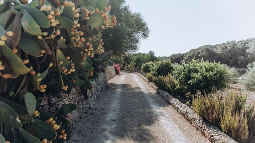 Finca Llubi Alrededores