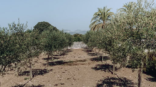 Finca Llubi Alrededores