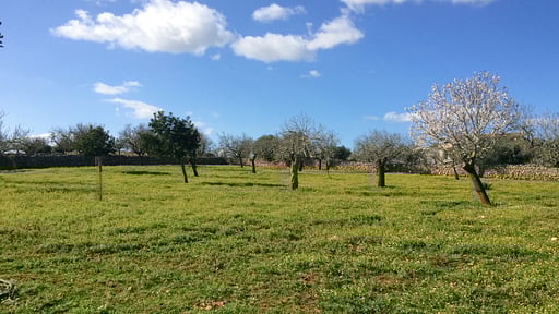 Finca Barranc Son Fullós Garden