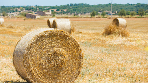 Finca Can Palea Others