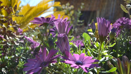 Finca Sa Figuera Blanca Jardín