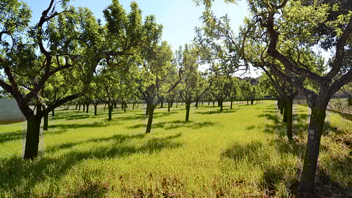 Finca Sa Figuera Blanca Jardín
