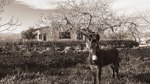 Finca Son Rossignol Others