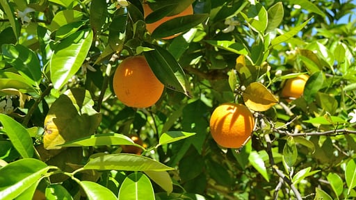 Finca Son Rossinyol Прочее