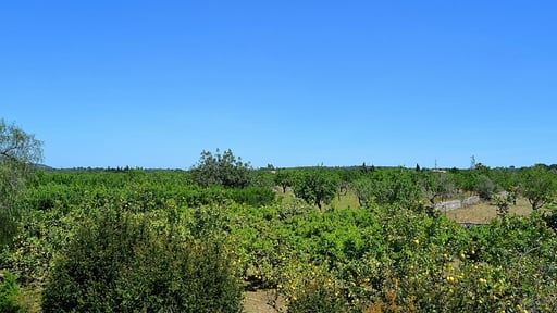 Finca Son Rossinyol Прочее