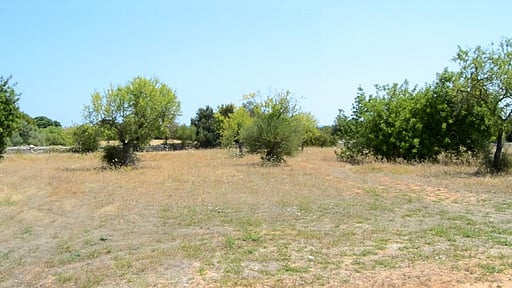 Finca Son Bernat Surroundings