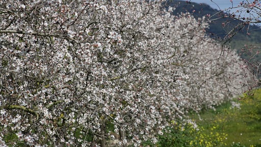 Finca Son Bernat Others