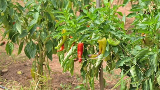 Finca Son Fonto Garden