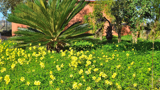 Finca Son Arcaines de Can Simó Сад