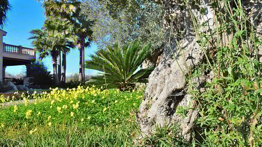 Finca Son Arcaines de Can Simó Сад