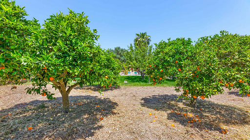 Finca Son Rabassa Garden