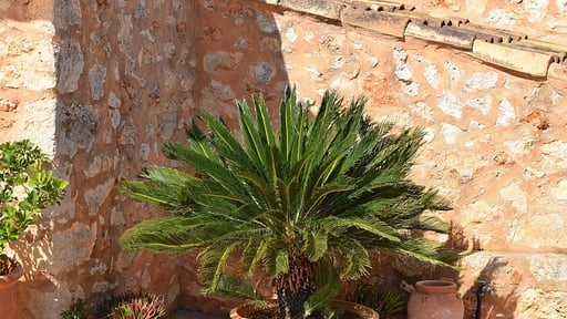 Finca Son Sitges Прочее