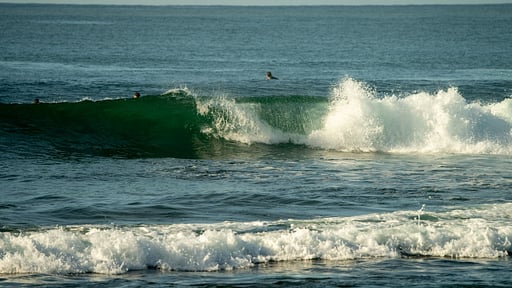 Flow Jungalow Прочее