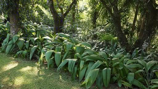 Glenross Plantation Bungalow Garden