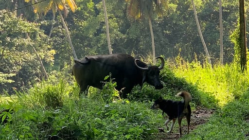 Guava House Surroundings