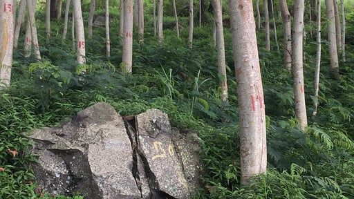 Haldummulla Estate Surroundings