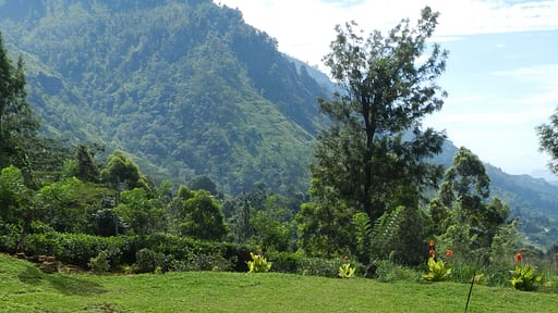 Haldummulla Estate Garden